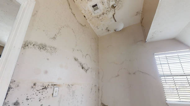 Best Attic Mold Removal  in Rio Communities, NM