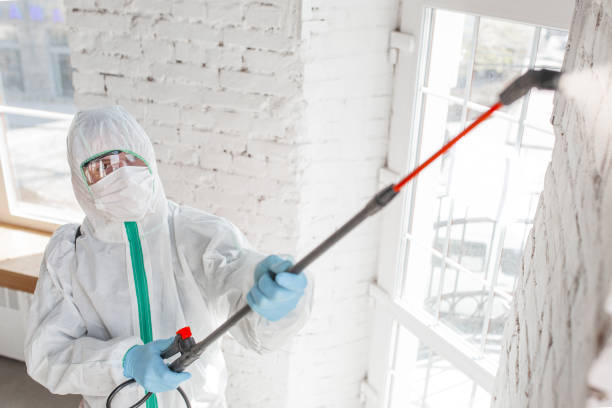 Best Black Mold Removal  in Rio Communities, NM
