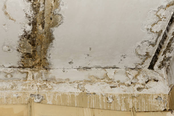 Best Commercial Mold Inspection  in Rio Communities, NM