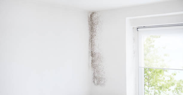 Best Mold Odor Removal Services  in Rio Communities, NM